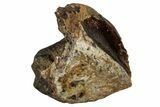 Fossil Dinosaur (Triceratops) Tooth - Montana #339881-1